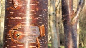 Betula utilis subsp. utilis ‘Mount Luoji’ has coppery peeling scrolls of bark - credit: Stone Lane Gardens